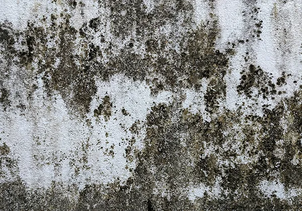 カビのイメージ