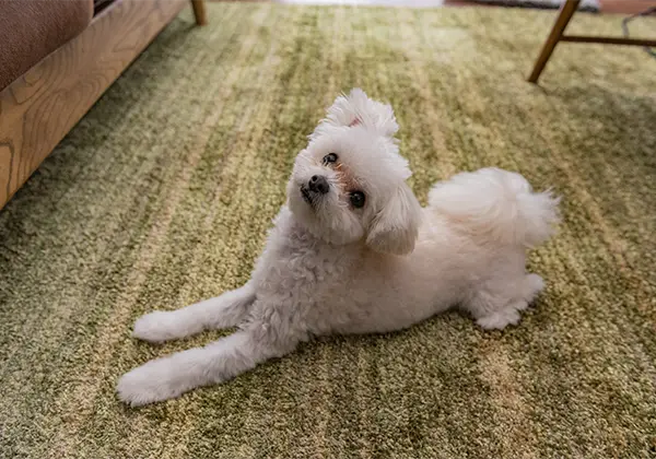 カーペットの汚れや臭いが気になる部屋のイメージ