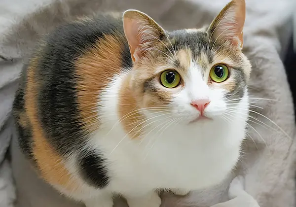 小さなお子様やペットがいるご家庭のイメージ