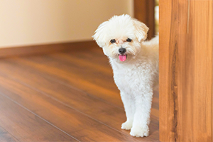 ペットを飼っているご家庭で、ノミの再発にお悩みの方のイメージ