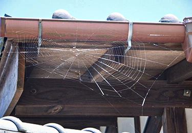 建物の外壁や天井にクモの巣が頻繁にできて見た目が気になる方にのイメージ