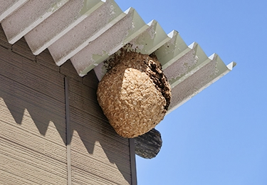 ベランダや軒先に蜂の巣ができてしまった戸建て住宅の方にのイメージ