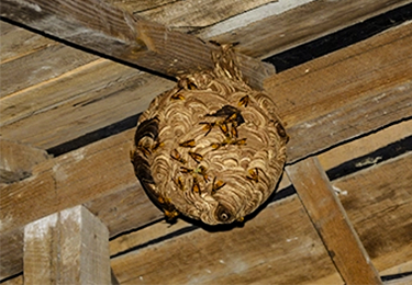 戸建て住宅（2階軒下・スズメバチ）イメージ