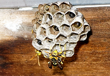 マンション共用廊下（アシナガバチ）イメージ