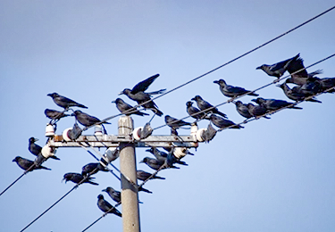 店舗前にカラスが集まり、客足やクレームが気になるイメージ