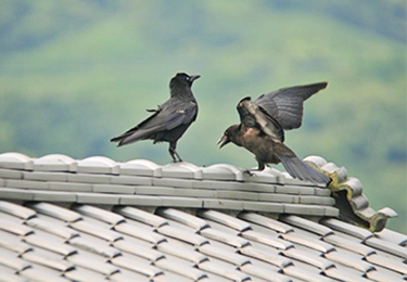施設屋上にカラスが巣を作り、危険を感じているイメージ