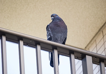 マンションの手すりや屋上に鳩が集まり、クレームが増えている管理者様イメージ