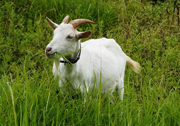 ヤギの手も借りたいイメージ