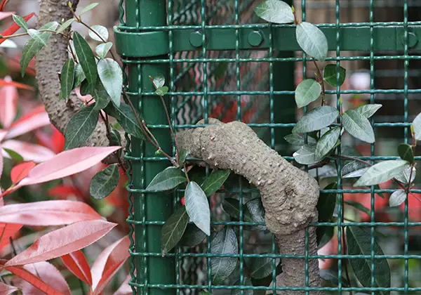 境界の木々のイメージ