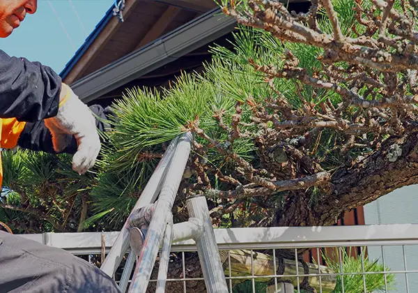 庭木の剪定のイメージ