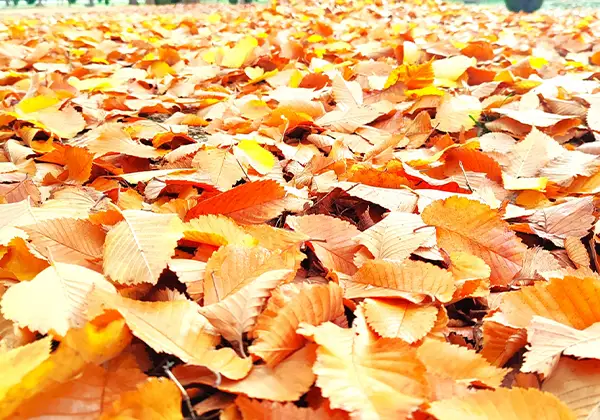 落ち葉のイメージ