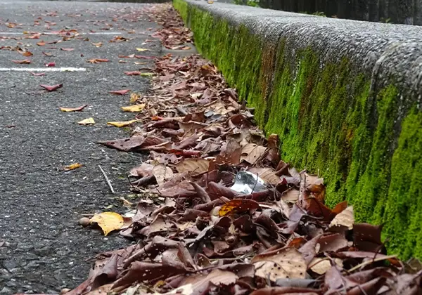 駐車場の落ち葉のイメージ