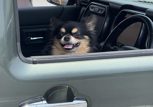 ペットを乗せている軽ワゴン車のイメージ