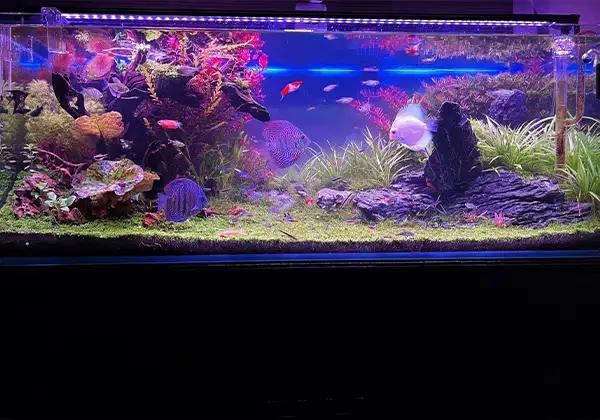 飲食店の水槽のイメージ