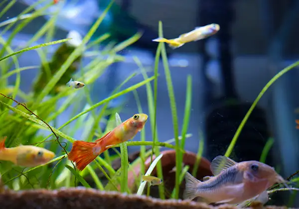 クリニックの水槽のイメージ