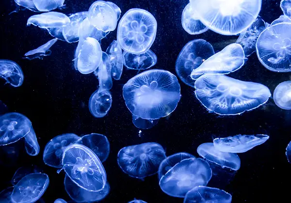 ロビーの水槽のイメージ