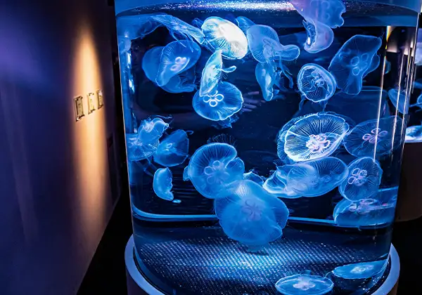 受付の水槽のイメージ