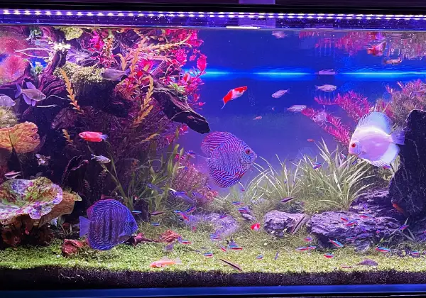 ホテルの水槽のイメージ