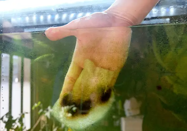 水槽のお手入れのイメージ