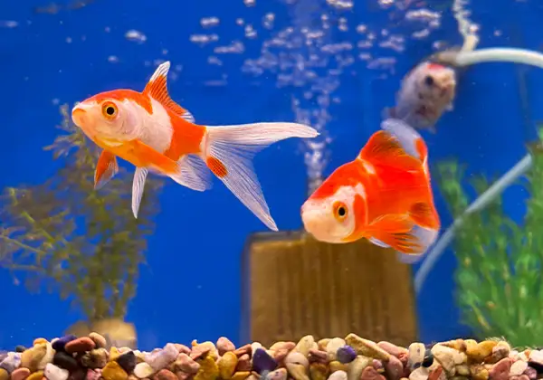 元気な魚のイメージ