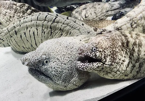 ウツボのイメージ