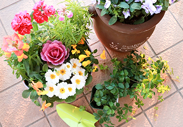 忙しくて植え替えのタイミングが分からない方のイメージ