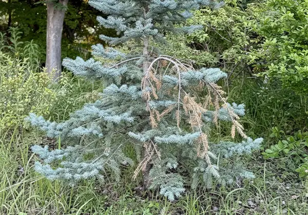 元気がない木のイメージ