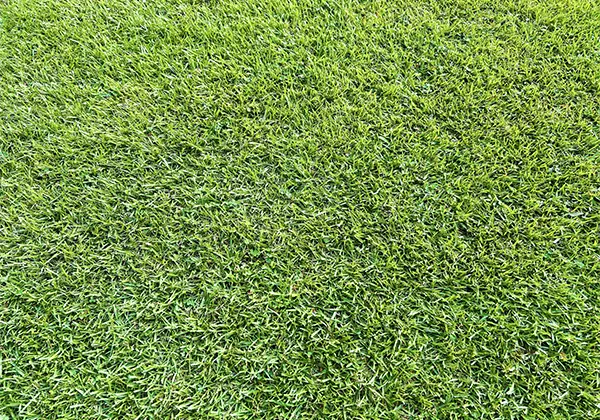 芝生のイメージ