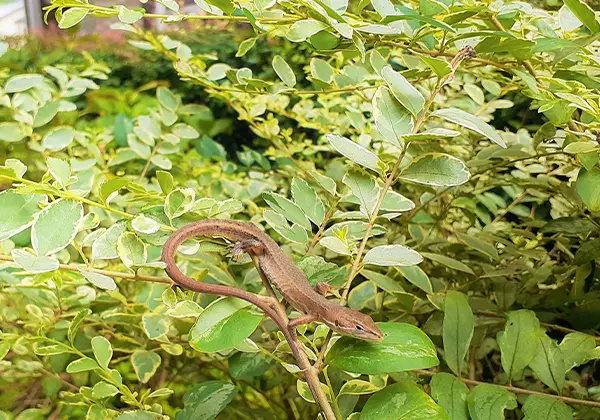 マンションの庭のイメージ