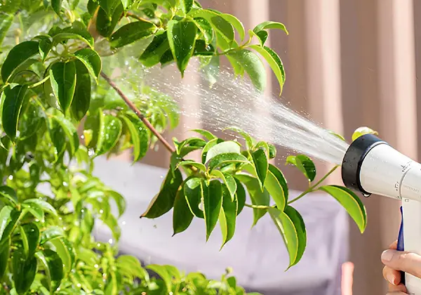 水やり実施のイメージ