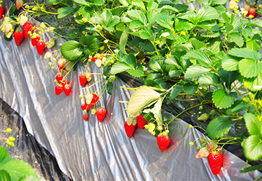 観光農園(いちご・ハウス栽培)のイメージ
