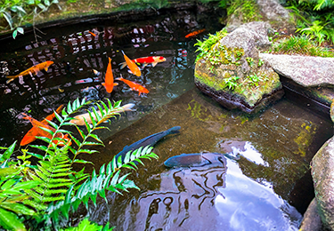 観賞用の鯉や金魚を飼っている方のイメージ