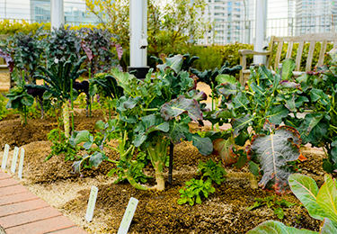 都市部の屋上菜園やガーデンで虫害に困っている方のイメージ