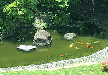 ビジネスホテル中庭の観賞池(神奈川県)イメージ