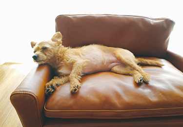 ペットの毛や臭いが染みついていると感じる方のイメージ