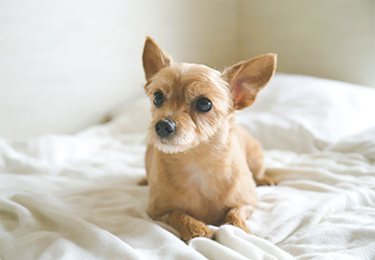 ペットのいるマンション住まい（1LDK）のイメージ