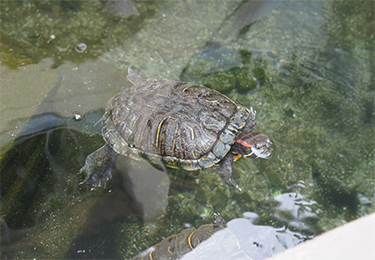 小学校のビオトープ池(千葉県)のイメージ