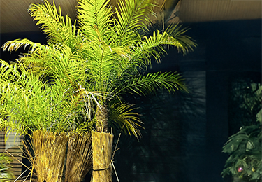 植木やシンボルツリーを長持ちさせたい戸建てオーナーのイメージ