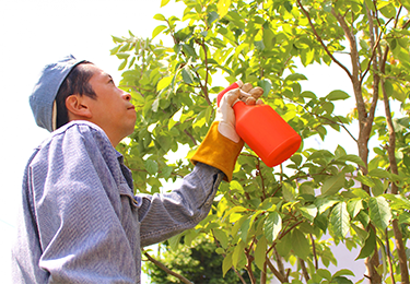 アブラムシ・スリップス対策+トラップ設置のイメージ