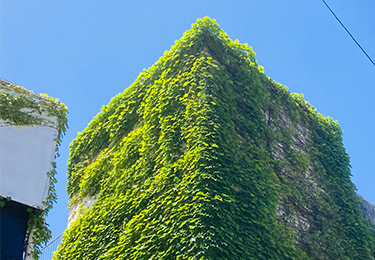 高所や狭所のツタを安全に除去したい方のイメージ