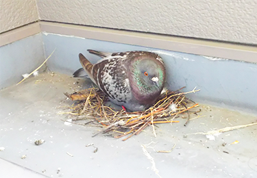 ハトのフンや虫の死骸に悩まされている方のイメージ