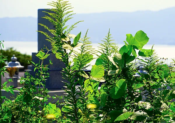 樹木や植栽があるお墓の清掃のイメージ