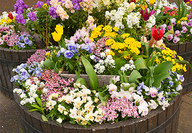 鉢のサイズ変更や移設を検討しているオーナー様のイメージ