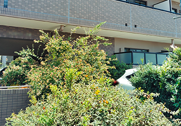 伸び放題で景観が乱れていると感じる方のイメージ