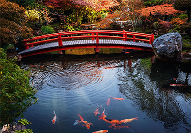 老舗旅館の風景池(京都府)のイメージ"