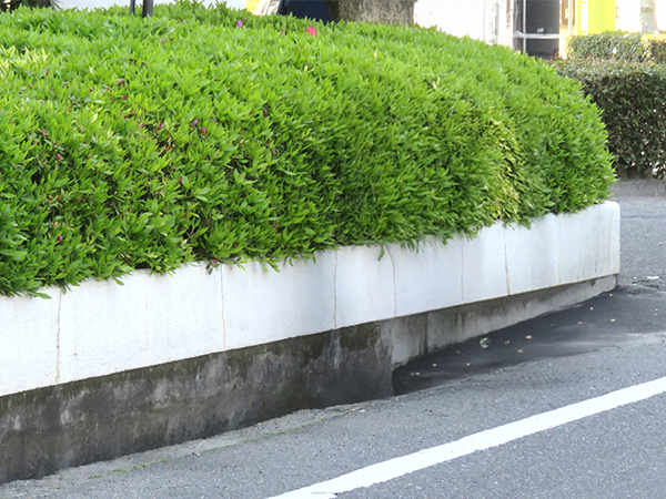 クリニック(来院者導線の植え込み成型)のイメージ