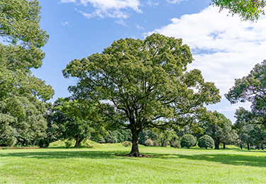 生き生きとした木のイメージ