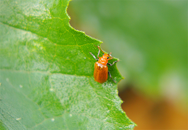 雑草による虫の発生や害獣被害を防ぎたい方のイメージ