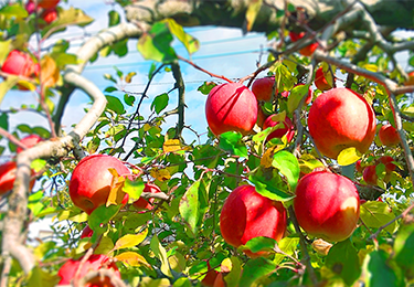果樹園(10a規模・りんご)のイメージ