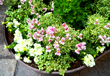 インテリアとしてグリーンを取り入れている店舗のイメージ